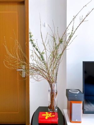 Bình cắm tuyết mai thủy tinh trong suốt